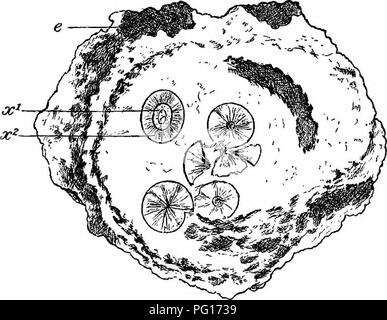 Ce texte explore les plantes fossiles, en se concentrant sur celles conservées dans les cendres volcaniques, en particulier de la période carbonifère. Il comprend des descriptions des espèces végétales et de leurs structures internes, offrant un aperçu précieux de la paléobotanie et de l'évolution des plantes. Banque D'Images