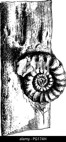 . Plantes fossiles : pour les étudiants de la botanique et de la géologie . La paléobotanique. IV] bois fossile. 61 ont un morceau de bois de conifères avec la coquille de l'ammonite (Aegoceras planicosta ét.) couché sur elle ; le spécimen a été trouvé dans l'argile Lias à Lyme Regis, et illustre l'association accidentelle d'un dérivé des éléments d'un arbre avec une forêt. Cochon. 7. Aegoceras planicosta ét. sur un morceau de bois de conifères, Lias, Begis Lyme Prom, un spécimen au British Museum. Légèrement réduit. shell qui marque à la fois l'âge et le caractère marin de l'appoint. De nouveau en fig. 8 Nous avons un bloc de silex pa Banque D'Images