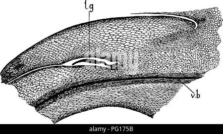 . Des études en botanique fossile . La paléobotanique. Ouverture vers l'extérieur, 159 LEPIDODENDRON juste au-dessus de la cicatrice, où la feuille elle-même a été introduite (voir Fig. 63). L'impression sur les moulages correspond à l'embouchure de l'ligular la cavité. La présence d'une ligule dans Lepidodendreae est une intéressante découverte, indiquant l'affinité avec Selaginella ou Isoetes, plutôt qu'avec Lycopodium, parmi les nouveaux membres de l'ordre. Il y a quelques autres faits qui vont dans le même sens, mais il n'est pas probable. Fig. 63.-Lepidophlrios, sp. Section radiale d'une feuille-base du même spécimen comme Fig. 62. v.b., vasculaire bu Banque D'Images