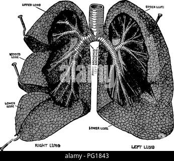 . L'alimentation des animaux. Rss. 144 L'ALIMENTATION DES ANIMAUX se termine par une forme allongée dUation qui est constitué de cellules d'air s'ouvrir sur un conunon la cavité. Ces cellules sont si nombreux dans les tissus des poumons que seule une très mince mur sépare celles adjacentes, et dans ce mur sont effectuées la. R1G&gt;HT LUNa LETT neuf Fig. 9. Des tubes de l'hiiman poumon. (Gerrish.) capillaires ou divisions de fine les vaisseaux sanguins menant du coeur. 205. Objet de la respiration.-^la structure pulmonaire par- le sang de la GSTI d'absorber de l'oxygène comme il coule le long et transférer certains déchets dans la cavité pulmonaire, et donc b Banque D'Images