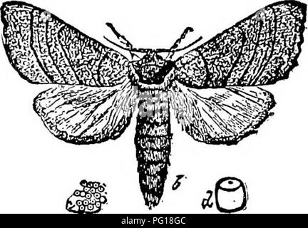 Cette image est tirée de *The Successful Stockman and Manual of Husbandry*, qui se concentre sur les soins du bétail et les pratiques vétérinaires. Il met en évidence les méthodes de lutte contre les ravageurs tels que la chenille de la tente, une menace courante pour les vergers. Le livre fournit des conseils pratiques sur la gestion et la prévention des infestations dans les milieux agricoles, soulignant l'importance des techniques de lutte intégrée contre les ravageurs dans la production fruitière et les soins du bétail. Banque D'Images