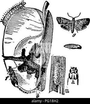 . Le succès de l'élevage manuel stockman et . L'élevage, la médecine vétérinaire. 534 LA CULTURE FRDIT. Les INSECTES NUISIBLES POUR LES PLANTES.. Le Carpocapse. Cet ennuyeux insecte est trouvé dans presque toutes les régions des États-Unis et Can- ada. Les papillons apparaissent sur l'aile sur le temps que les pommiers sont en fleurs, quand la femelle du papillon de. pose son petit jaune d'œufs sur le calice ou œil de l'oranger, tout comme le jeune apple est en train de se former. Il ne faut qu'une semaine pour qu'il puisse éclore, et im- immédiatement le petit ver, commençant du côté opposé à la tige, mange sur l'Apple à la base. Il y a deux Banque D'Images