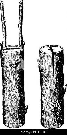 . Le succès de l'élevage manuel stockman et . L'élevage, la médecine vétérinaire. La culture de fruits. 533 Sélectionner un bon endroit sur le stock d'être fleuri, c'est à l'abri de branches, et faire deux coupes, l'une à l'échelle de la direction générale, et l'autre commencuig dans le centre de la coupe, et de couler le long de la branche, formant un T. soulever avec précaution l'écorce sur les coins supérieurs de la cut monter et descendre la branche comme indiqué sur l'illustration. Pour cela n'utilisez pas le tranchant du couteau, mais la poignée en ivoire lisse de l'élagage couteau qui est préparé à cette fin. Couper ce bourgeon d'un carré Banque D'Images