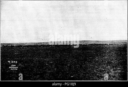 . Histoire de bovins Hereford : prouvé de façon concluante la plus ancienne d'espèces améliorées . Bovins Hereford. 478 iiisToi ;. V 0 JIEKI^' FORI) Bovins de la race Shorthorn, et que les deux d'entre eux ont reconnu qu'ils ne savaient rien de la race Hereford, l'un d'entre eux affirmant qu'il n'était pas au courant de ce aljout Herefords, qu'ils étaient bons pour le lait ou anytliing d'autre, et que l'autre (M. Roberts) a fait sensiblement la même déclaration de M. R. L. Plouston. "3. Que le taureau qui dit Shorthorn a remporté le deuxième concours pre- mium, est entré dans l'anneau de l'affichage d'une hh Banque D'Images