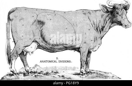 « The Successful Stockman and Manual of Husbandry » sert de guide complet sur la gestion du bétail et les pratiques agricoles, offrant des conseils pratiques pour une agriculture efficace. Banque D'Images