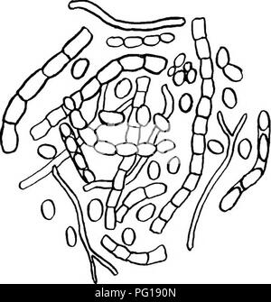 . Parasitologie vétérinaire . Les animaux domestiques ; parasitologie vétérinaire. Les parasites affectant la peau 5 bien sûr, et ne produit pas de perturbation systémique, et est spontanément curables, fournissant la propreté est maintenu. Dans la région de sale, émacié, les animaux affamés elle tend à rester. Trichophytosis est transmissible des chevaux destinés aux opérateurs, et produit des lésions graves sur les parties non protégées, comme les bras et le visage. Il est également transmissible aux bovins. Favus en nourrissons. C'est une condition plus rare, et est caractérisée par la présence de briseurs de grève ou des disques d'une couleur grisâtre externallj'.. Fig. I.- Banque D'Images