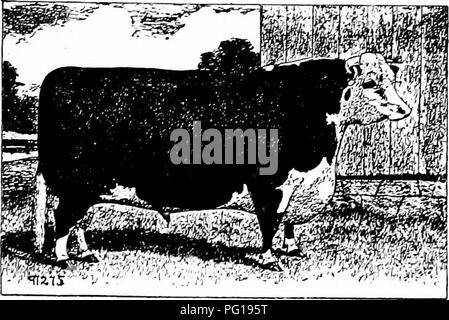 Ce récit historique discute du développement et de l'amélioration des bovins de Hereford, les établissant comme l'une des races bovines les plus anciennes et les plus réussies. Le texte explore également leur histoire de reproduction et leur adaptation à divers climats. Banque D'Images