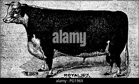 . Histoire de bovins Hereford : prouvé de façon concluante la plus ancienne d'espèces améliorées . Bovins Hereford. HISTOEY HEEEFOKD 362 DE BOVINS (1 568 livres) vingt-trois mois et demi ; et troisième prix presque aussi élevé. Le weiglits ont été tolérablement même dans toutes les classes. Dans steers sous trois, le premier prix était de 17 100 lb. (1 904 livres) à deux ans et sept mois et demi d'âge ; le deuxième prix, 16-i cwt. (1 820 livres) à deux ans et huit mois. Dans le cadre de classe 4, premier prix pesait 17J 100 lb. (1 988 livres) à trois ans et huit mois ; le deuxième prix, 18-J 100 lb. (2 073 livres) à trois ans quatre mois. Dans la région de hei Banque D'Images