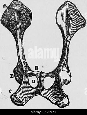 Ce compendium d'obstétrique vétérinaire fournit un aperçu complet des caractéristiques anatomiques et reproductives de divers animaux. Il offre des descriptions détaillées de la structure pelvienne et des organes reproducteurs chez des espèces telles que la jument, en se concentrant sur les différences anatomiques et leurs implications pour les soins vétérinaires. Le travail constitue une ressource précieuse pour les étudiants et les praticiens en obstétrique animale. Banque D'Images