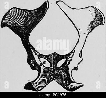 . Obstétrique vétérinaire ; un recueil à l'usage des étudiants et des praticiens. Obstétrique vétérinaire. L'ANATOMIE. 11 L'apex présente la partie postérieure de l'ouverture du canal sacré, la partie postérieure de la cavité articulaire, le corps de la dernière vertèbre sacrée, les vestiges de l'interligne articulaire processus, et la partie postérieure des encoches que vertèbre. Le canal sacré est une partie de l'rachidian canal, triangulaires, et diminue en largeur en arrière. Le coccyx est composé de de 15 à 18 ans coccygien ou vertèbres caudales, située derrière le sacrum, les trois premières de ce qui peut être dit d'appartenir à la pe Banque D'Images