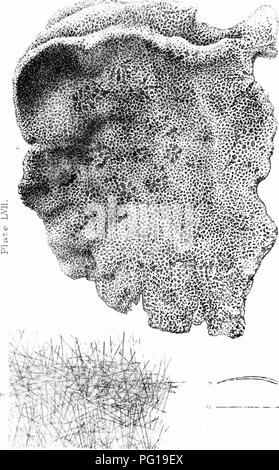 . Une monographie de l'Spongiadae britannique. Les éponges. . Veuillez noter que ces images sont extraites de la page numérisée des images qui peuvent avoir été retouchées numériquement pour plus de lisibilité - coloration et l'aspect de ces illustrations ne peut pas parfaitement ressembler à l'œuvre originale.. Bowerbonk, James Scott, 1797-1877 ; Norman, Alfred Merle, 1831- éd. Londres, publiée pour la société Ray par R. Hardwicke Banque D'Images