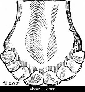 . Histoire de bovins Hereford : prouvé de façon concluante la plus ancienne d'espèces améliorées . Bovins Hereford. FIG. 3. Les dents de veau à la troisième semaine. exprimé leurs vues sur le sujet de denti- tion, comme une indication de l'âge, dans la presse agricole. M. James Howard, M. P., a écrit une lettre à la Gazette du Canada, de l'Agriculture '' à partir de laquelle le paragraphe suivant est cité : "Selon ma propre observation la den- tition variait beaucoup selon les familles, et dans une large mesure, dans la même famille, mais dans la majorité des cas, la dentition de la même portée est assez uniforme quand trois mois ol Banque D'Images