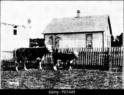 Ce texte historique sur les bovins de Hereford souligne l'importance de la race comme l'une des plus anciennes races améliorées. Il aborde l'anatomie de la race, en particulier l'importance d'une poitrine large pour une bonne circulation et une bonne santé. Banque D'Images