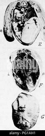 . L'anatomie de la poule domestique . Les animaux domestiques ; médecine vétérinaire ; la volaille. SPLANCHNOLOGY 167 articles. C'est un point de vue à l'avant. La figure 48, C'est une vue d'une section postérieure faite à la Fig. 47 C., il montre les mêmes relations de l'œsophage et les poumons, mais montre à ce niveau à la fois le droit et. Cochon. 49.-transversale à travers le corps d'un oisillon. E à E, Fig. Ainsi. i, de la moelle épinière.  ; :, Les reins. 3, le gésier. 4, les intestins. S, d'œuf non absorbé. 6, les souches des jambes. F. Une section atF, fig. 50. i, de la moelle épinière. 2, les reins. 3, de l'intestin. 4. Oeuf non absorbé. G. une section à G, fig. 50. je Banque D'Images