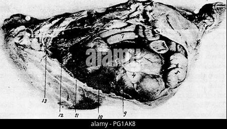 . L'anatomie de la poule domestique . Les animaux domestiques ; médecine vétérinaire ; la volaille. 146 ANATOMIE DE LA VOLAILLE DOMESTIQUE à fortement ligamentaires antérieures et postérieures des tendons. Ils sont rejoints au bord de l'orgue par une forte aponévrose. L'. Fig. 33.-Vue de viscères du côté gauche d'un poule. i. La base du cœur. 2, proventricule. 3, Eeft lobe du foie. 4, gésier, s. Fin de la duo- boucle denal. 6, pancréas. 7, une partie de l'intestin grêle. 8, les poumons. 9, diaphragme.. Veuillez noter que ces images sont extraites de la page numérisée des images qui peuvent avoir été retouchées numériquement pour r Banque D'Images