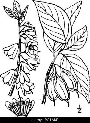 . Les arbres de l'Amérique du Nord : être des descriptions et des illustrations de l'arbres croissant indépendamment de la culture en Amérique du Nord, au nord du Mexique et les Antilles . Les arbres. Silverbell arbre 793 Le bois est mou, fortes, denses et brun clair, son poids spécifique environ 0,57. Cette plante très élégante avec branches gracieuses fleurs blanches et voyante, fait un objet plus souhaitable pour le sud de jardins ; il est robuste aussi loin au nord que dans le sud-est de la Pennsylvanie. 2. SILVERBELL ARBRE - Halesia Carolina Linnaeus Halesia tetraptera Linnaeus. Mohrodendron carolinum Britten Ce très beau petit arbre ou s Banque D'Images