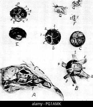 . L'anatomie de la poule domestique . Les animaux domestiques ; médecine vétérinaire ; la volaille. 126 ANATOMIE DE LA VOLAILLE DOMESTIQUE. Fig. 26.-Les structures de l'œil et le passage nasal. A. I, la partie antérieure de l'os turbinated. 2, la partie postérieure de l'turbinated les os. 3, Orbital glande. 4, division ophtalmique o£ la cinquième paire de nerfs crâniens. 5, article par le cerveau. 6, Section à travers le crâne montrant l'espaces d'air. 7, Section à travers le peigne. 8, partie antérieure de la partie supérieure de bec. 9, Edge du palais dur. B. Les muscles intrinsèques de l'oeil, j', Superior rectus. ^, grand droit de l'interne. 3, moins le rectus. Banque D'Images