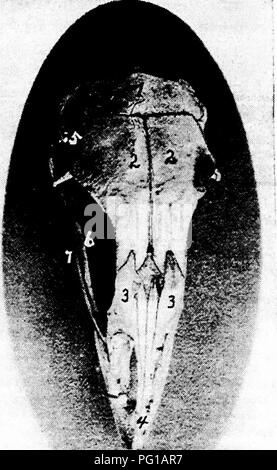 . L'anatomie de la poule domestique . Les animaux domestiques ; médecine vétérinaire ; la volaille. L'ostéologie 27 trou occipital et articule avec l'atlas. À la base de la fosse d'un condyle smaU suhcondyloid reçoit le corps de l'atlas au cours de la flexion extrême de la tête. Dans le centre de l'aile latérale de l'os occipital il y a un petit trou dans lequel passe le nerf nerf hypoglosse. Un peu latéralement de ce foramen il y a une ouverture par laquelle le nerf vague ou pneumogastrique. Cochon. 6.-Vue de la région frontale du crâne d'une poule. i. Le lobe pariétal. ¥2 io-a.l'impôt. 3, nasale. 4, prémaxillaire. 5 Banque D'Images