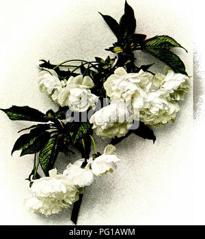 . Les cerises de New York. Cherry ; fruits-culture. PRUMS AVWM (Double floraison). Veuillez noter que ces images sont extraites de la page numérisée des images qui peuvent avoir été retouchées numériquement pour plus de lisibilité - coloration et l'aspect de ces illustrations ne peut pas parfaitement ressembler à l'œuvre originale.. Hedrick, U. P ; Howe, G. H. (George Henry), b. 1888 ; New York State Agricultural Experiment Station, New York (État). Dept. of Agriculture, Herndon/Vehling Collection. com. Albany, J. B. Lyon, imprimantes de l'état Banque D'Images