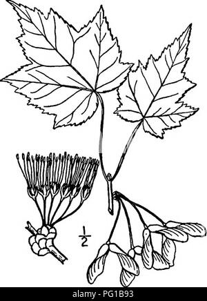 . Les arbres de l'Amérique du Nord : être des descriptions et des illustrations de l'arbres croissant indépendamment de la culture en Amérique du Nord, au nord du Mexique et les Antilles . Les arbres. L'Érable Crêmeuse étroit 647 grossièrement dentées.. Le rouge, rouge ou jaune fleurs apparaissent rarement dans de denses clus- ters avant que les feuilles à l'aisselle des feuilles de la saison précédente, certains des groupes composés d'étamines et certains de fleurs pistillées, soit sur le même ou sur différents arbres ; les fleurs sont pédonculées, et les tiges du pistil qui allongent considérablement à mesure que le fruit mûrit ; les sépales sont oblongues, blun Banque D'Images