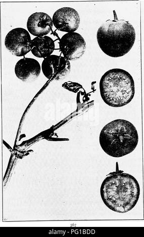 . La botanique des plantes cultivées : un texte et ouvrage de référence. La botanique, économique. . Veuillez noter que ces images sont extraites de la page numérisée des images qui peuvent avoir été retouchées numériquement pour plus de lisibilité - coloration et l'aspect de ces illustrations ne peut pas parfaitement ressembler à l'œuvre originale.. Robbins, Wilfred William, 1884-1952. Philadelphia : P. Fils de Blakiston Banque D'Images