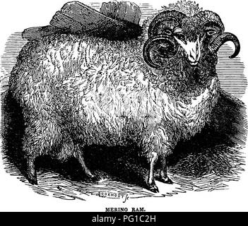 . L'American shepherd : étant une histoire de la brebis, avec leurs races, de gestion, et les maladies : illustré de portraits de différentes races de moutons, granges, hangars, &amp;c.  : Avec un appendice, englobant plus de vingt lettres d'éminents producteurs de laine et les moutons-éleveurs d'Etats différents, détaillant leurs modes respectifs de la gestion . Les moutons ; les moutons. 60 filière ovine européenne. quis de les préserver contre les vicissitudes de la chaleur et le froid. Le soin accordé à la toison est une oeuvre de grand travail. Il a été fréquemment découvert, non seulement pour que sa condition- certains, mais pour l'refres Banque D'Images