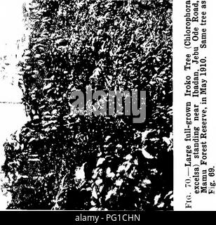 . Les forêts de l'Afrique de l'Ouest et des forêts . Les forêts et la foresterie. . Veuillez noter que ces images sont extraites de la page numérisée des images qui peuvent avoir été retouchées numériquement pour plus de lisibilité - coloration et l'aspect de ces illustrations ne peut pas parfaitement ressembler à l'œuvre originale.. Unwin, Arthur Harold. Londres : T. F. Unwin, ltd. Banque D'Images