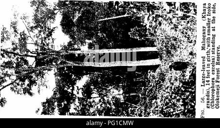. Les forêts de l'Afrique de l'Ouest et des forêts . Les forêts et la foresterie. . Veuillez noter que ces images sont extraites de la page numérisée des images qui peuvent avoir été retouchées numériquement pour plus de lisibilité - coloration et l'aspect de ces illustrations ne peut pas parfaitement ressembler à l'œuvre originale.. Unwin, Arthur Harold. Londres : T. F. Unwin, ltd. Banque D'Images