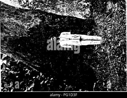 . Les forêts de l'Afrique de l'Ouest et des forêts . Les forêts et la foresterie. . Veuillez noter que ces images sont extraites de la page numérisée des images qui peuvent avoir été retouchées numériquement pour plus de lisibilité - coloration et l'aspect de ces illustrations ne peut pas parfaitement ressembler à l'œuvre originale.. Unwin, Arthur Harold. Londres : T. F. Unwin, ltd. Banque D'Images