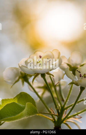 L'apple arbre de printemps en fleurs. Belles fleurs blanches. Nice shot macro avec une faible profondeur de champ. Orange chaud soleil sur un retour Banque D'Images