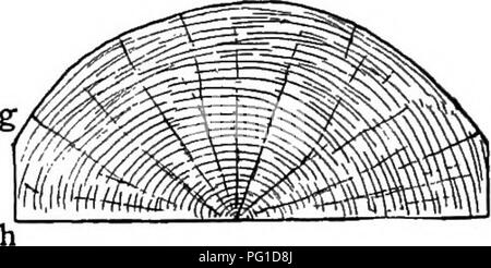 . Un manuel du bois de construction du monde : leurs caractéristiques et utilisations : auquel est ajouté un compte par S. Fitzgerald, de l'assaisonnement artificiel du bois. Le bois. Fig. 4.. Veuillez noter que ces images sont extraites de la page numérisée des images qui peuvent avoir été retouchées numériquement pour plus de lisibilité - coloration et l'aspect de ces illustrations ne peut pas parfaitement ressembler à l'œuvre originale.. Howard, Alexander Liddon, 1863-1946 ; Fitzgerald, S. London : Macmillan Banque D'Images