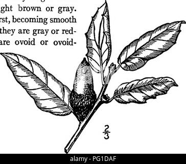 . Les arbres de l'Amérique du Nord : être des descriptions et des illustrations de l'arbres croissant indépendamment de la culture en Amérique du Nord, au nord du Mexique et les Antilles . Les arbres. California Live Oak 309 13 mm. Dans l'ensemble, brun clair et poilue à l'intérieur, fin et embrassant un quart environ de l'écrou, couverts par ovales, velues marron écailles. Comme les autres chênes arbustif, cette espèce forme des fourrés denses. 26. CALIFORNIA LIVE Oak Quercus -agrifoUa Nde Ce conifère habituellement se produit dans l'ouest le long de la côte de Californie Moun- clut et sur les îles côtières, s'étendant dans Cahfomia inférieure, atteignant un maxi mum' Banque D'Images