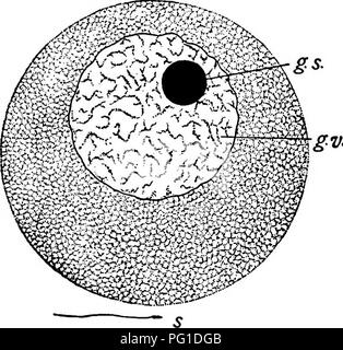 Ce travail examine le rôle de l'hérédité dans l'évolution et l'élevage des animaux, en se concentrant sur le matériel génétique dans les ovules et les spermatozoïdes, en référence à l'espèce d'oursin Toxopneustes. Banque D'Images