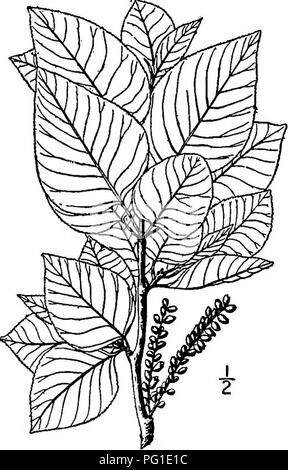 . Les arbres de l'Amérique du Nord : être des descriptions et des illustrations de l'arbres croissant indépendamment de la culture en Amérique du Nord, au nord du Mexique et les Antilles . Les arbres. Wisilizenus» 173 Cottonwood est beaucoup l'arbre planté le long des routes et des rues à l'Ouest, et se développe rapidement. Son bois est brun clair, faible et doux, avec une densité d'environ 0,39, et est de peu de valeur. L'espèce a souvent été considérée comme une variété de l'peuplier baumier et est dit pour s'hybrider avec elle là où les deux se développer ensemble. 8. L'TWEEDY - COTTONWOOD Populus Tweedyi Britten, nouvelle espèce Tweedy's cottonwood Banque D'Images