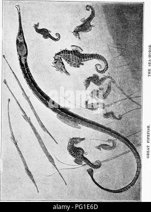 . L'American natural history ; une base de connaissances utiles de les animaux supérieurs de l'Amérique du Nord. L'histoire naturelle. . Veuillez noter que ces images sont extraites de la page numérisée des images qui peuvent avoir été retouchées numériquement pour plus de lisibilité - coloration et l'aspect de ces illustrations ne peut pas parfaitement ressembler à l'œuvre originale.. Hornaday, William Temple, 1854-1937. New York, C. Scribner's Sons Banque D'Images