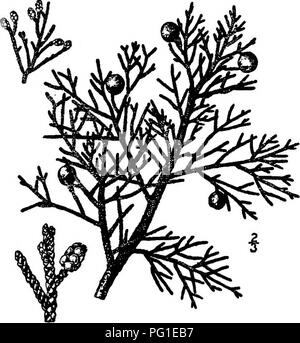 . Les arbres de l'Amérique du Nord : être des descriptions et des illustrations de l'arbres croissant indépendamment de la culture en Amérique du Nord, au nord du Mexique et les Antilles . Les arbres. 114 Les Genévriers 7. -Jmiipenis ocddentalis JUNIPER OUEST Hooker Juniperus excelsa Pursh, pas Bieberstein. Juniperus andina Nuttall un arbre ou arbuste prostré, souvent, des montagnes de Washington et de l'Idaho, au sud de la montagnes de San Bernardino de Californie, principalement à des altitudes de de 1800 à 3000 mètres, pour atteindre une hauteur maximale d'environ 18 mètres avec un diamètre de tronc de 9 dm. ; formes faibles ont parfois des troncs de mu Banque D'Images