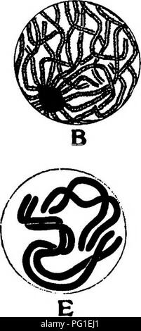 . Lectures à l'évolution, la génétique, et l'eugénisme. L'évolution ; l'hérédité ; l'eugénisme. . Veuillez noter que ces images sont extraites de la page numérisée des images qui peuvent avoir été retouchées numériquement pour plus de lisibilité - coloration et l'aspect de ces illustrations ne peut pas parfaitement ressembler à l'œuvre originale.. Newman, Horatio Hackett, b. 1875. Chicago : University of Chicago Press Banque D'Images