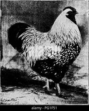 . Principes et pratiques de la culture de la volaille . La volaille. Fig. 405. Silver-Laced poule Wyandotte, propriété de J. C. Patterson, Monsey, État de New York. (Photo par SchilHng) "American Sebright." Avec l'énoncé de l'élaboration de la race est simph- fait en appliquant le nom actuel à tous les stades. Le Silver-Laced Wyan- dotte. Comptes de l'ori- gin de cette variété sont très insatisfaisantes ; le plus cumstantial- crédits d'entre eux un Monsieur Ray, de Pruche de l'Lake, New York, à produire, à propos de 1868-1869, d'un croisement d'argent se- Bantam lumineux jaune et de Chittagong (ou chamois), Cochin Banque D'Images