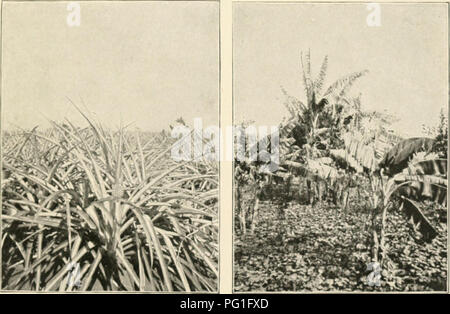 . Cuba et Porto Rico, avec les autres îles des Antilles ; leur topographie, le climat, la flore, les produits, les industries, les villes, les gens, les conditions politiques, etc.. Antilles ; Cuba -- Descriptions et voyages ; Puerto Rico -- Descriptions et voyages. Cabanes SUR SOLEBAD ESTATE, PRÈS DE CIENFUEGOS HORMIGUERA-SUCRE ESTATE, CIENFUEGOS. L'Ananas Bananes PRÈS DE CIENFUEGOS S&Lt ; ENES À CUBA. Veuillez noter que ces images sont extraites de la page numérisée des images qui peuvent avoir été retouchées numériquement pour plus de lisibilité - coloration et l'aspect de ces illustrations ne peut pas parfaitement ressembler à l'œuvre originale Banque D'Images