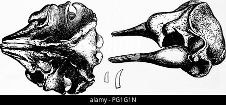 . Zoologie : pour les étudiants et les lecteurs en général . Zoologie. 604 zoologie. La pêche des baleines premier surgirent dans le douzième siècle dans le golfe de Gascogne. Dans les colonies de la Nouvelle-Angleterre ont été poursuivis dans des bateaux à partir de la rive. En 1854, la pêche a abouti ; depuis lors, il a diminué. Il jjrincipally est exploitée par les Américains, New Bedford étant maintenant le port- à partir de laquelle les baleiniers sont envoyés à l'Arctique Kogii Flowivi m.-Après Grayson, de Gill. régions et du détroit de Behring, cent dix navires ayant été envoyé en 1876 à partir de ce port. Étroitement allié à Physeter macrocejjhal Banque D'Images