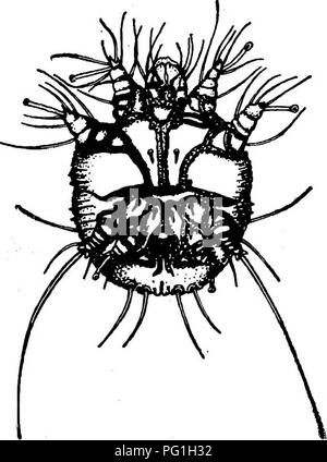 . Le chien comme porteur de parasites et de maladies. Les chiens en tant que porteurs de la maladie ; les chiens. 338 Circulaire, U.S. DEPT. D AGRICULTXJRE a examiné avec les faibles pouvoirs du microscope. Chaque fois que possible, cet examen doit être effectué par une autorité vétérinaire ou biologiste, comme ces acariens sont souvent difficiles à détecter. Les conclusions des acariens est suffisante pour confirmer le diagnostic de gale, mais failiu-e pour trouver les acariens, même s'il établit une présomption que la maladie n'est pas la gale, ne prouve pas le cas, comme les mites peuvent être négligés ou n'est pas atteint par le grattage. Les symptômes de la gale sarcoptique. Banque D'Images