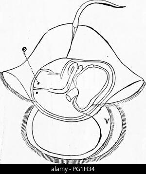 Ce texte zoologique présente des aspects clés du développement animal, tels que les stades embryonnaires du Pilidium, un ver marin. Il décrit la croissance des structures corporelles, comme le canal alimentaire, au fur et à mesure de leur évolution au stade larvaire. Banque D'Images