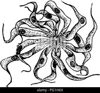 . Des parasites animaux et la maladie humaine. Parasitologie médicale ; insectes en tant que porteurs de la maladie. 102 TRYPANOSOMES ET LA MALADIE DU SOMMEIL La multiplication rapide des parasites ne restent pas dans le sang de leur victime, mais pénétrer beaucoup de tissus et organes- du corps, particulièrement l'chaque, la rate, les poumons et les vaisseaux lymphatiques et les glandes. Les derniers cités sont probablement l'un des bastions de la mam parasite dans le corps et le gonflement des ganglions, surtout dans le cou, a déjà été mentionné comme l'un des symptômes caractéristiques de la maladie du sommeil. Les parasites ne sont pas présents dans le contre Banque D'Images