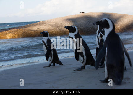 Pingouins africains marcher sur la plage de l'océan pour nager avec la famille il y a Banque D'Images