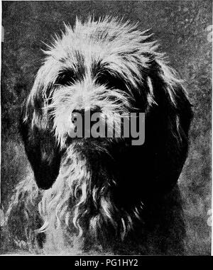 Ce livre d'histoire naturelle complet couvre les races de chiens britanniques et leurs parents étrangers, en se concentrant sur leur apparence, leur comportement et leurs rôles. Il comprend un aperçu détaillé de différentes races comme l'épagneul de Pont-Audemer et leurs caractéristiques uniques par rapport à d'autres chiens de sport. Banque D'Images