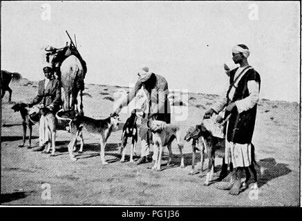 . Le nouveau livre du chien ; une histoire naturelle de la les chiens et leurs parents à l'étranger, avec des chapitres sur le droit, la reproduction, l'élevage, de gestion et de traitement vétérinaire. Les chiens. Lévriers oriental. 477 sont doués de sagesse et un grand pouvoir de résistance. Si pleinement qualifiés pour leur travail, pas étonnant qu'ils sont conservés avec tant de soin, et les Arabes peuvent bien dire d'eux comme de leurs chevaux précieux, "ne sont pas ces l'héritage de nos pères, et ne nous à nos fils les léguer ? " Les Autochtones accordent une grande attention à l'élevage de leur Slughi. Ils apportent le Banque D'Images