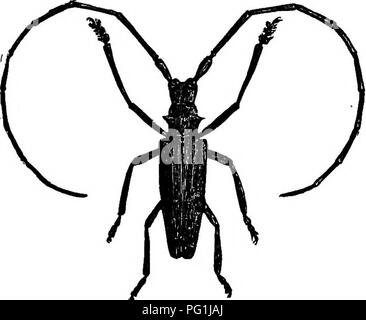 . La vie d'insectes ; une introduction à l'étude de la nature et un guide pour les enseignants, les étudiants et autres personnes intéressées par la porte de la vie. L'entomologie, l'étude de la Nature. T. Veuillez noter que ces images sont extraites de la page numérisée des images qui peuvent avoir été retouchées numériquement pour plus de lisibilité - coloration et l'aspect de ces illustrations ne peut pas parfaitement ressembler à l'œuvre originale.. Comstock, John Henry, 1849-1931 ; Comstock, Anna Botsford, 1854-1930. New York, D. Appleton and Company Banque D'Images