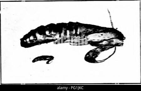 Ce guide se concentre sur la reconnaissance et la lutte contre les insectes nuisibles qui endommagent les produits entreposés comme la farine, le son et les céréales. Il comprend des mesures préventives telles que le stockage approprié, la fumigation et la détection rapide des ravageurs pour réduire les dommages causés par des espèces comme la teigne méditerranéenne de la farine. Banque D'Images