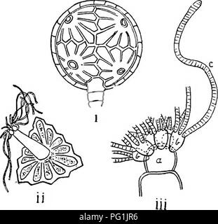 . Les Britanniques Charophyta. Characeae. 48 CHAEOPHTTA BRITANNIQUE. Les granules à la chlorophylle devenu jaunâtre-orange au rouge alors que l'anthéridie arrive à maturité. Le pied-vitre (Fig. 186), le ballon-cellule, est plus ou moins en forme de ballon, plus fin projeter loin dans l'intérieur de l'anthéridie. Dans le Nitellese, entre le ballon et le noeud-cellule-cellule, une cellule supplémentaire (Fig. 18 c) est présent.. Fio. 19.-mature (après l'anthéridie prospérer), i. Chara hispida. ii, iii. Chara tomentosa. i. Vue extérieure générale. ii. vue de l'intérieur de la plaque unique ou protection avec manubrium attaché, iii. Sommet du manubrium Banque D'Images