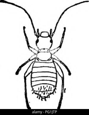 . La vie d'insectes ; une introduction à l'étude de la nature et un guide pour les enseignants, les étudiants et autres personnes intéressées par la porte de la vie. L'entomologie, l'étude de la Nature. . Veuillez noter que ces images sont extraites de la page numérisée des images qui peuvent avoir été retouchées numériquement pour plus de lisibilité - coloration et l'aspect de ces illustrations ne peut pas parfaitement ressembler à l'œuvre originale.. Comstock, John Henry, 1849-1931 ; Comstock, Anna Botsford, 1854-1930. New York, D. Appleton and Company Banque D'Images